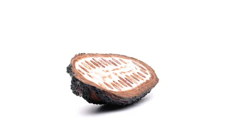 Cross section cut of cocoa is rotating on white background. Stock Footage 159152642