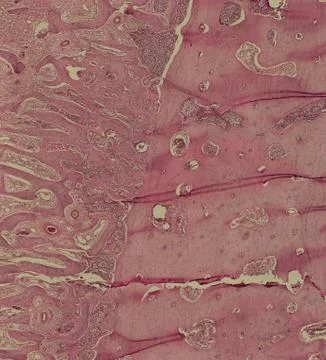 Cross section cut human body cells under a scientific microscope Stock Photos
