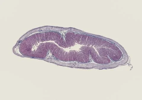 Cross section cut human body cells under a scientific microscope Stock Photos