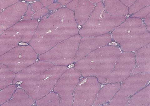 Cross section cut human body cells under a scientific microscope Stock Photos