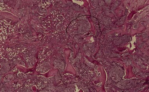Cross section cut human body cells under a scientific microscope Stock Photos