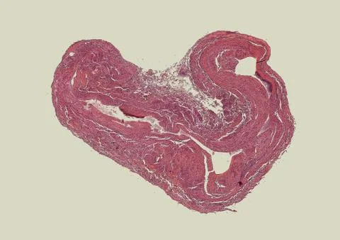 Cross section cut human body cells under a scientific microscope Stock Photos