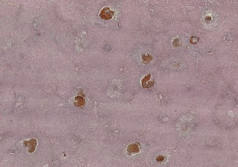Cross section cut human body cells under a scientific microscope Stock Photos