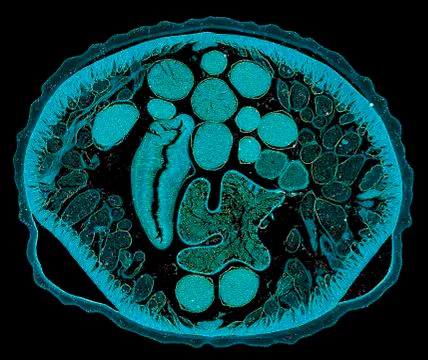 Cross section cut human body cells under a scientific microscope Stock Photos