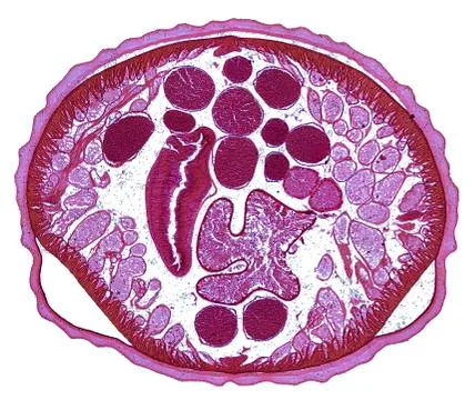 Cross section cut human body cells under a scientific microscope Stock Photos