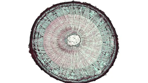 cross section cut of plant stem - cells ... | Stock Video | Pond5
