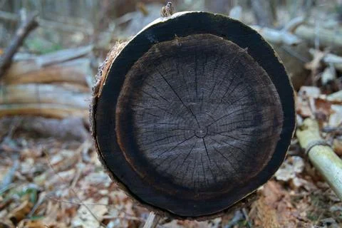 Cross section of a cut tree. Rings of a tree or annual growth rings not only Stock Photos