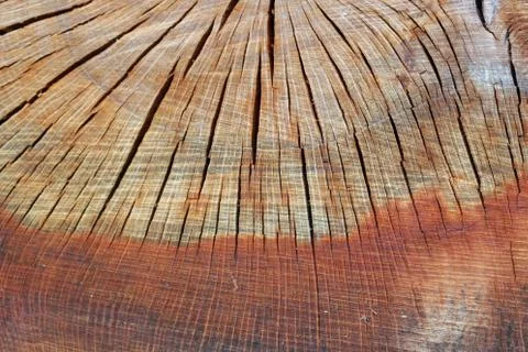 Cross section of a cut tree stump Stock Photos