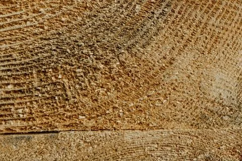 Cross section of a cut tree trunk with natural wood texture Stock-Fotos