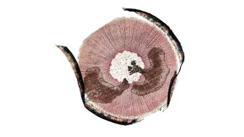 Cross section cut under microscope microscopic view of botanic plant cells Stock-Fotos