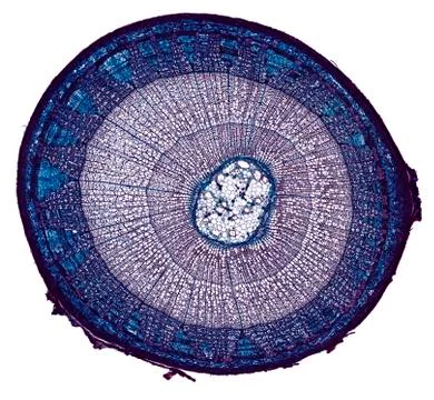 Cross section cut under microscope microscopic view of botanic plant cells Stock Photos