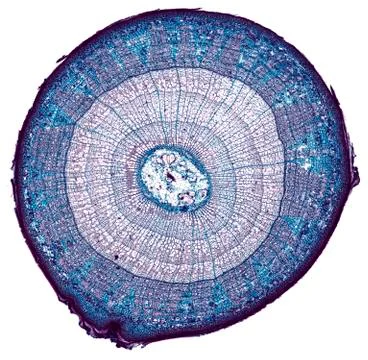 Cross section cut under microscope microscopic view of botanic plant cells Stock Photos