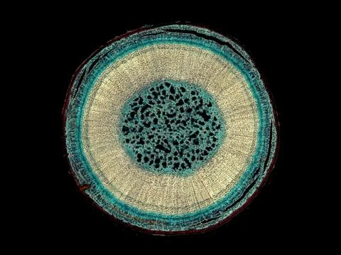 Cross section cut under microscope microscopic view of botanic plant cells Stock Photos