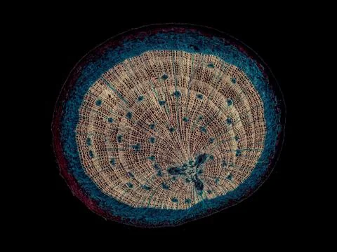 Cross section cut under microscope microscopic view of botanic plant cells Stock-Fotos