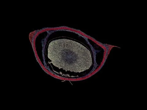 Cross section cut under microscope microscopic view of botanic plant cells Stock Photos