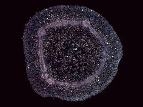Cross section cut under microscope microscopic view of botanic plant cells Photos