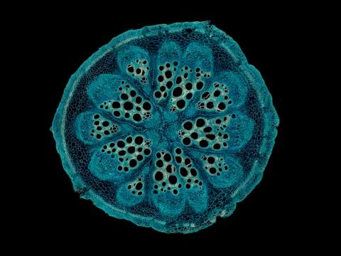 Cross section cut under microscope microscopic view of botanic plant cells Stock Photos