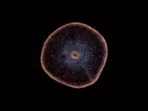 Cross section cut under microscope microscopic view of botanic plant cells Stock Photos