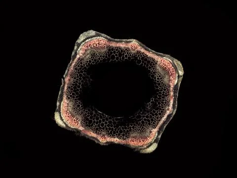 Cross section cut under microscope microscopic view of botanic plant cells Stock Photos
