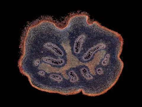 Cross section cut under microscope microscopic view of botanic plant cells Stock Photos