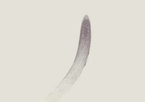 Cross section cut under microscope microscopic view of botanic plant cells Stock Photos