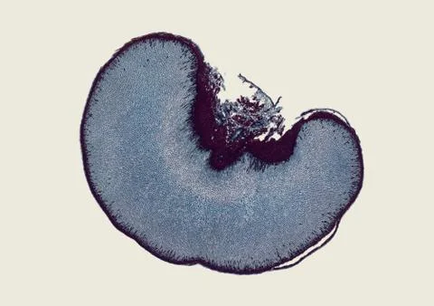 Cross section cut under microscope microscopic view of botanic plant cells Stock Photos