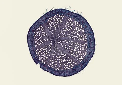 Cross section cut under microscope microscopic view of botanic plant cells Stock Photos