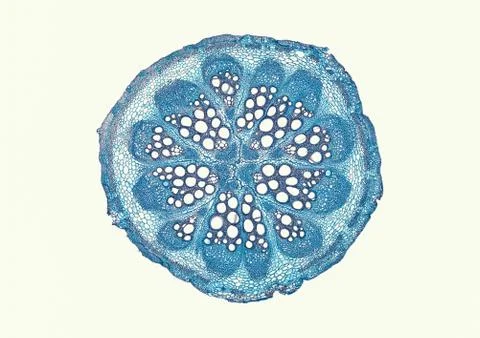 Cross section cut under microscope microscopic view of botanic plant cells Foto stock