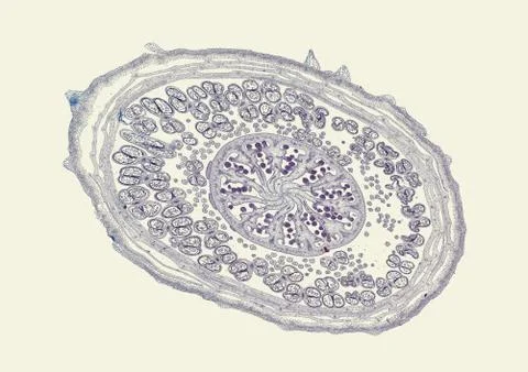 Cross section cut under microscope microscopic view of botanic plant cells Stock Photos