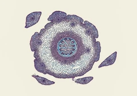 Cross section cut under microscope microscopic view of botanic plant cells Stock Photos