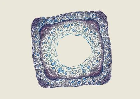 Cross section cut under microscope microscopic view of botanic plant cells Stock Photos