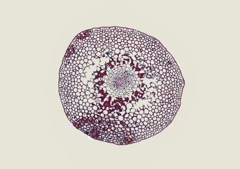 Cross section cut under microscope microscopic view of botanic plant cells Stock Photos