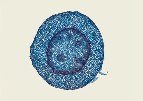 Cross section cut under microscope microscopic view of botanic plant cells Foto stock