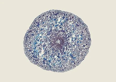 Cross section cut under microscope microscopic view of botanic plant cells Foto stock