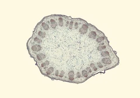 Cross section cut under microscope microscopic view of botanic plant cells Stock Photos