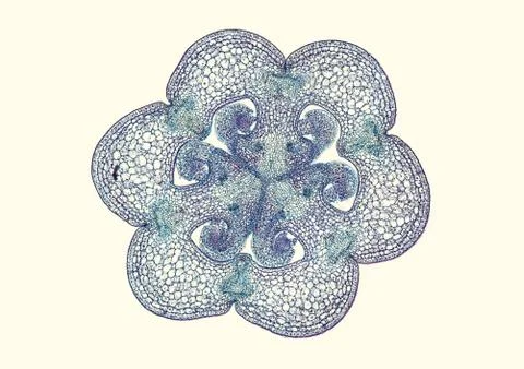 Cross section cut under microscope microscopic view of botanic plant cells Stock Photos