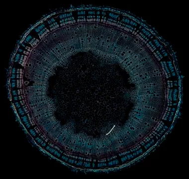 Cross section cut under microscope microscopic view of botanic plant cells Stock Photos