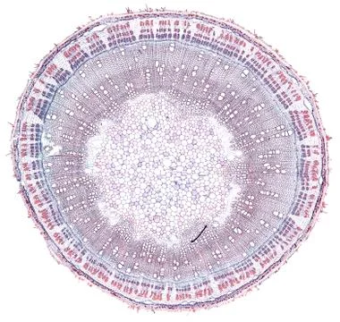 Cross section cut under microscope microscopic view of botanic plant cells Stock Photos