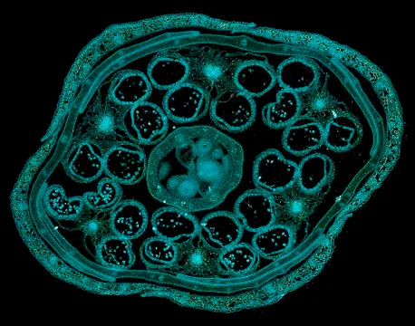 Cross section cut under microscope microscopic view of botanic plant cells Stock Photos