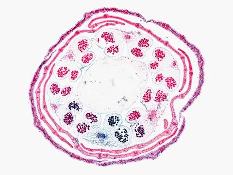 Cross section cut under microscope microscopic view of botanic plant cells Foto stock