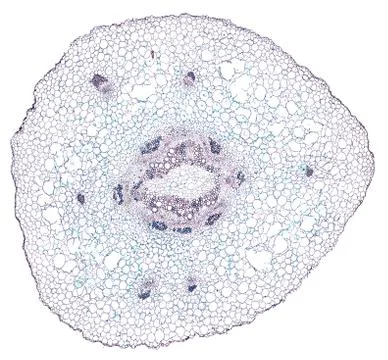 Cross section cut under microscope microscopic view of botanic plant cells Stock Photos