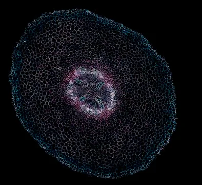 Cross section cut under microscope microscopic view of botanic plant cells Foto stock