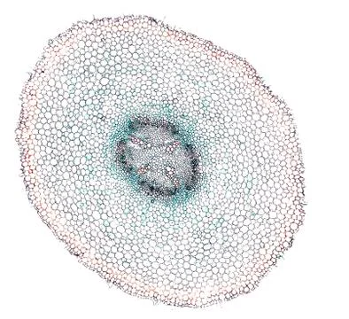 Cross section cut under microscope microscopic view of botanic plant cells Foto stock