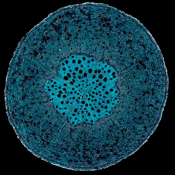 Cross section cut under microscope microscopic view of botanic plant cells Stock Photos