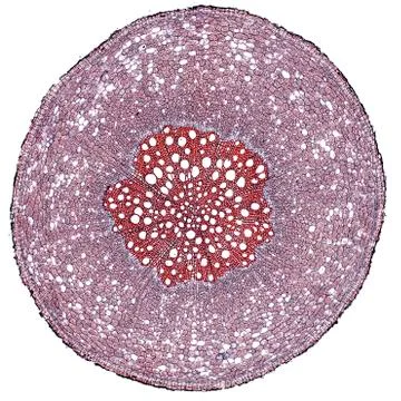 Cross section cut under microscope microscopic view of botanic plant cells Stock Photos