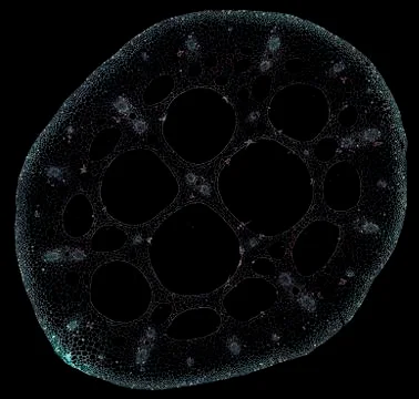 Cross section cut under microscope microscopic view of botanic plant cells Stock Photos