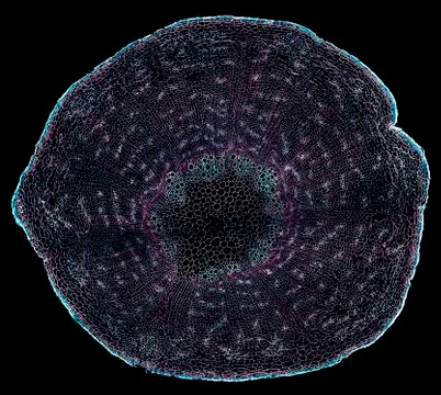 Cross section cut under microscope microscopic view of botanic plant cells Foto stock