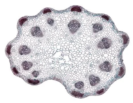 Cross section cut under microscope microscopic view of botanic plant cells Stock Photos
