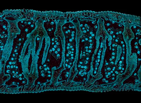 Cross section cut under microscope microscopic view of botanic plant cells Stock Photos