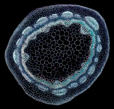 Cross section cut under microscope microscopic view of botanic plant cells Stock Photos